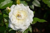 Cvet bele vrtnice 'White Garden Rose' s čebelo (digitalna fotografija)