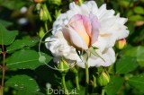 Popek rožnate vrtnice 'Gruss an Aachen Rose' (digitalna fotografija)
