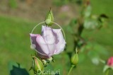 Lila vrtnica čajevka v popku 'Mainzer Fastnacht Rose' (digitalna fotografija)