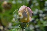 Rožnato rumeni cvetni popek vrtnice 'Gloria dei' (digitalna fotografija)