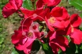 Rdeče cvetje vrtnice 'Robusta' (digitalna fotografija)