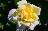 Gloria dei, bela in rumena vrtnica (digitalna fotografija)