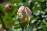 Cvetni popek vrtnice 'Gloria dei' (digitalna fotografija)