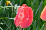 Rdeči tulipan v jutranji rosi (digitalna fotografija)