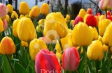 Rumeno rdeči tulipani 1 (digitalna fotografija)