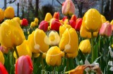 Rumeno rdeči tulipani 2 (digitalna fotografija)