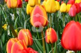 Rdeči in rumeni tulipani (digitalna fotografija)