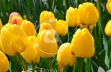 Rumeni tulipani v jutranji rosi (digitalna fotografija)