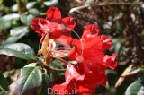 Rdeči rododendron s kapljicami rose (digitalna fotografija)