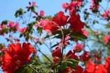 Rdeči rododendron - zimzeleni grm (digitalna fotografija)
