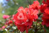 Cvetovi rdečega rododendrona 2 (digitalna fotografija)