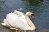 Beli labod (digitalna fotografija)