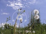 Trave in regratove lučke (digitalna fotografija)