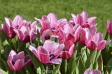 Greda rožnatih tulipanov, posutih z jutranjo roso 2 (digitalna fotografija)