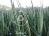 Žitno klasje, jutranja rosa in pikapolonica (digitalna fotografija)