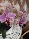Rožnata orhideja - Phalaenopsis (digitalna fotografija)