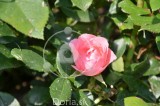 Popek vrtnice 'Rosenprofessor Sieber' (digitalna fotografija)