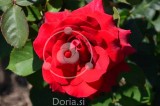 Dišeča rdeča vrtnica 'Duftzauber 84' (digitalna fotografija)