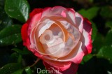 Vrtnica 'Nostalgie' z rdečim robom (digitalna fotografija)