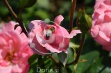 Čebela išče cvetni prah v roza vrtnici 'The Queen Elisabeth Rose' (digitalna fotografija)